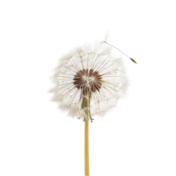 Dandelion